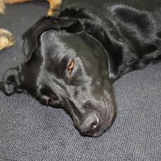 Labrador retriever Chilli