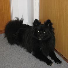 Blanding af racer Lucky 