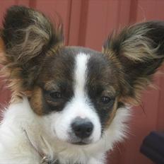 Papillon Candy *R.I.P.*