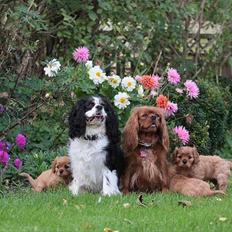 Cavalier king charles spaniel Atti's picture perfect
