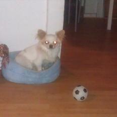 Chihuahua King <3 SOLGT 