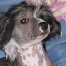 Chinese crested hårløs Holly
