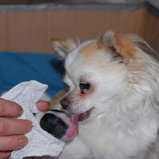 Chihuahua Madam Maggie :i <3