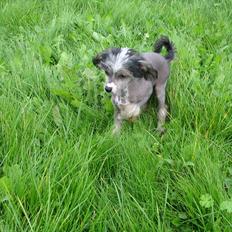 Chinese crested hårløs Holly