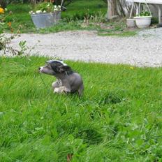 Chinese crested hårløs Holly