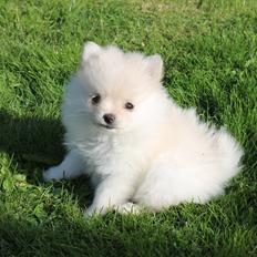Pomeranian Liva