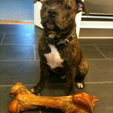 Staffordshire bull terrier Kayser
