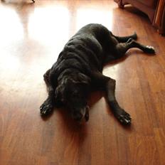 Blanding af racer ollie