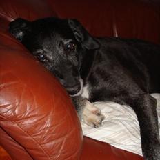 Blanding af racer mille