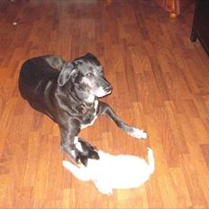 Blanding af racer mille