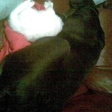 Blanding af racer mille