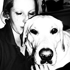 Labrador retriever Cleo