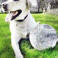 Labrador retriever Lucka