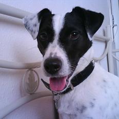 Jack russell terrier Nuser R.I.P. 