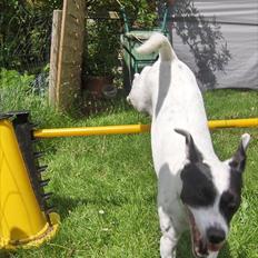 Jack russell terrier Nuser R.I.P. 