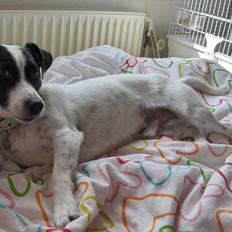 Jack russell terrier Nuser R.I.P. 