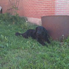 Blanding af racer Blackie 
