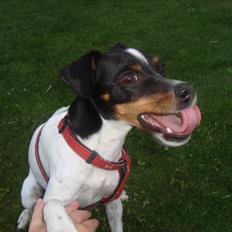 Dansk svensk gaardhund Rose