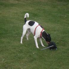 Dansk svensk gaardhund Rose