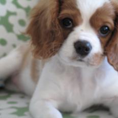 Cavalier king charles spaniel Stella