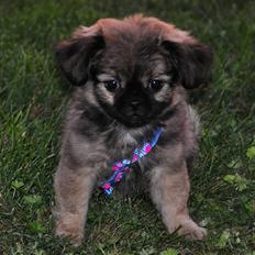 Blanding af racer Chihuahua/Pekingeser - Cosmo