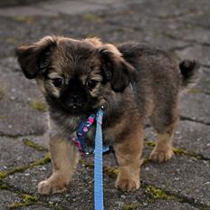 Blanding af racer Chihuahua/Pekingeser - Cosmo