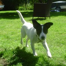 Dansk svensk gaardhund Lady