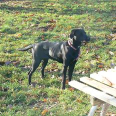 Labrador retriever dina