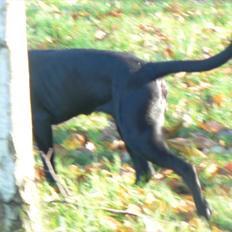 Labrador retriever dina