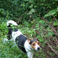 Dansk svensk gaardhund Terri