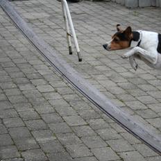 Dansk svensk gaardhund Terri