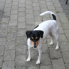 Dansk svensk gaardhund Trunte