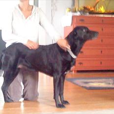 Blanding af racer Freja