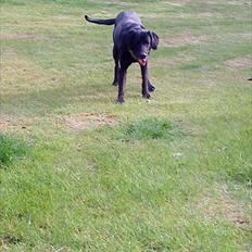 Blanding af racer Freja