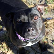 Staffordshire bull terrier Aya