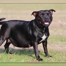 Staffordshire bull terrier Aya