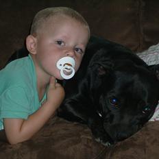 Staffordshire bull terrier Aya