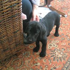 Labrador retriever Felix