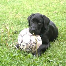 Labrador retriever Felix