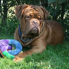 Dogue de bordeaux Amazonite Mucho Mambo