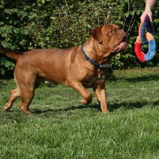 Dogue de bordeaux Amazonite Mucho Mambo