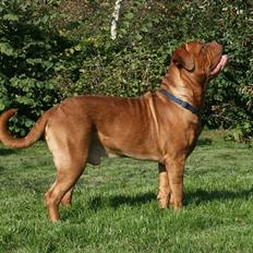 Dogue de bordeaux Amazonite Mucho Mambo