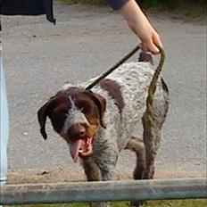Ruhåret hønsehund Richo:)