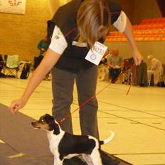 Dansk svensk gaardhund Moustgaard Havana