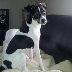 Dansk svensk gaardhund bunjy