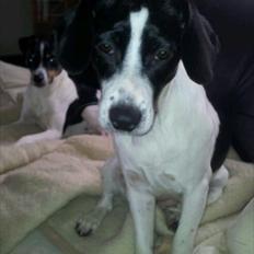 Blanding af racer tøssen