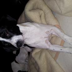 Blanding af racer tøssen