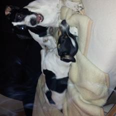 Blanding af racer tøssen