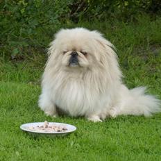 Pekingeser pax