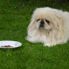 Pekingeser pax